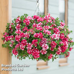Thompson & Morgan Petunia Cherry Ripple Preplanted Basket/pot 14in (35cm) X 1