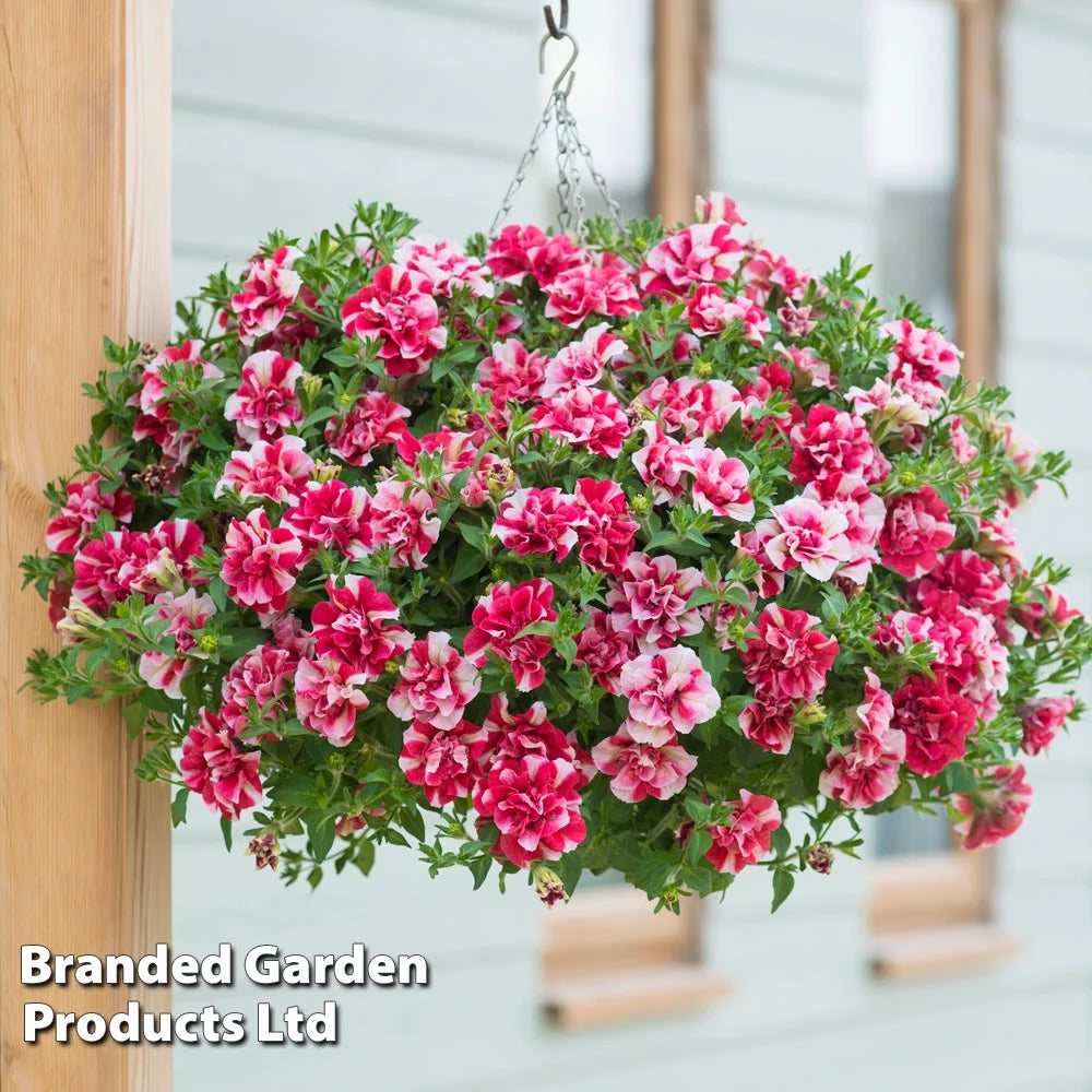 Thompson & Morgan Petunia Cherry Ripple Preplanted Basket/pot 14in (35cm) X 1