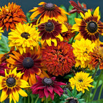 Rudbeckia All Sorts Mixed Coneflowers Collection Garden Ready Plants | 48 x Garden Ready Plants