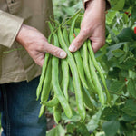 Runner Bean 'tenderstar' | 12 x Pro Grower Plugs | Green