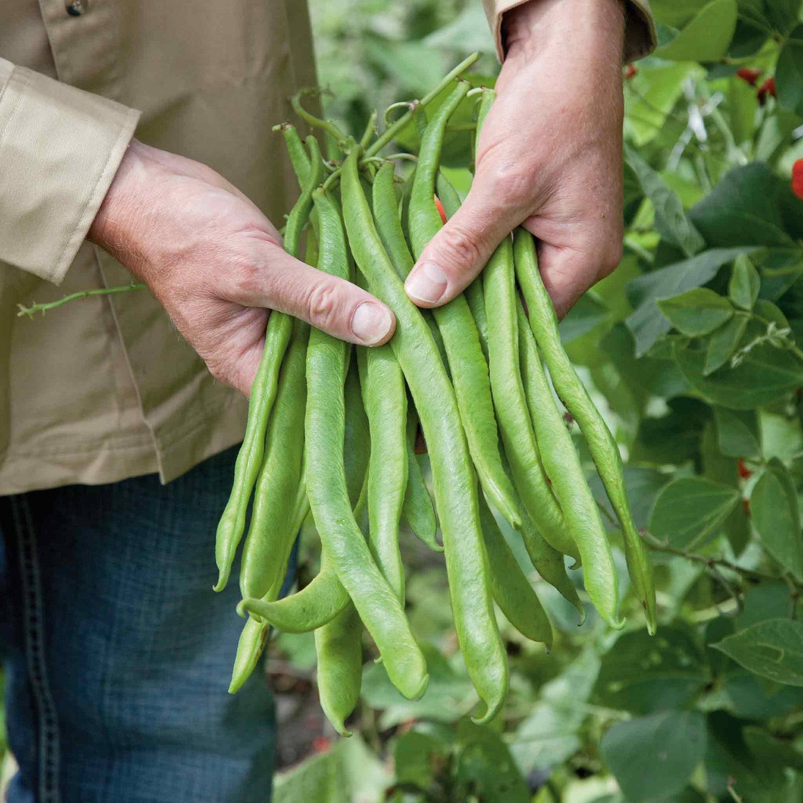 Runner Bean 'tenderstar' | 12 x Pro Grower Plugs | Green