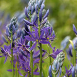 Camassia Quamash - Bulbs | 10 x Bulbs | Blue