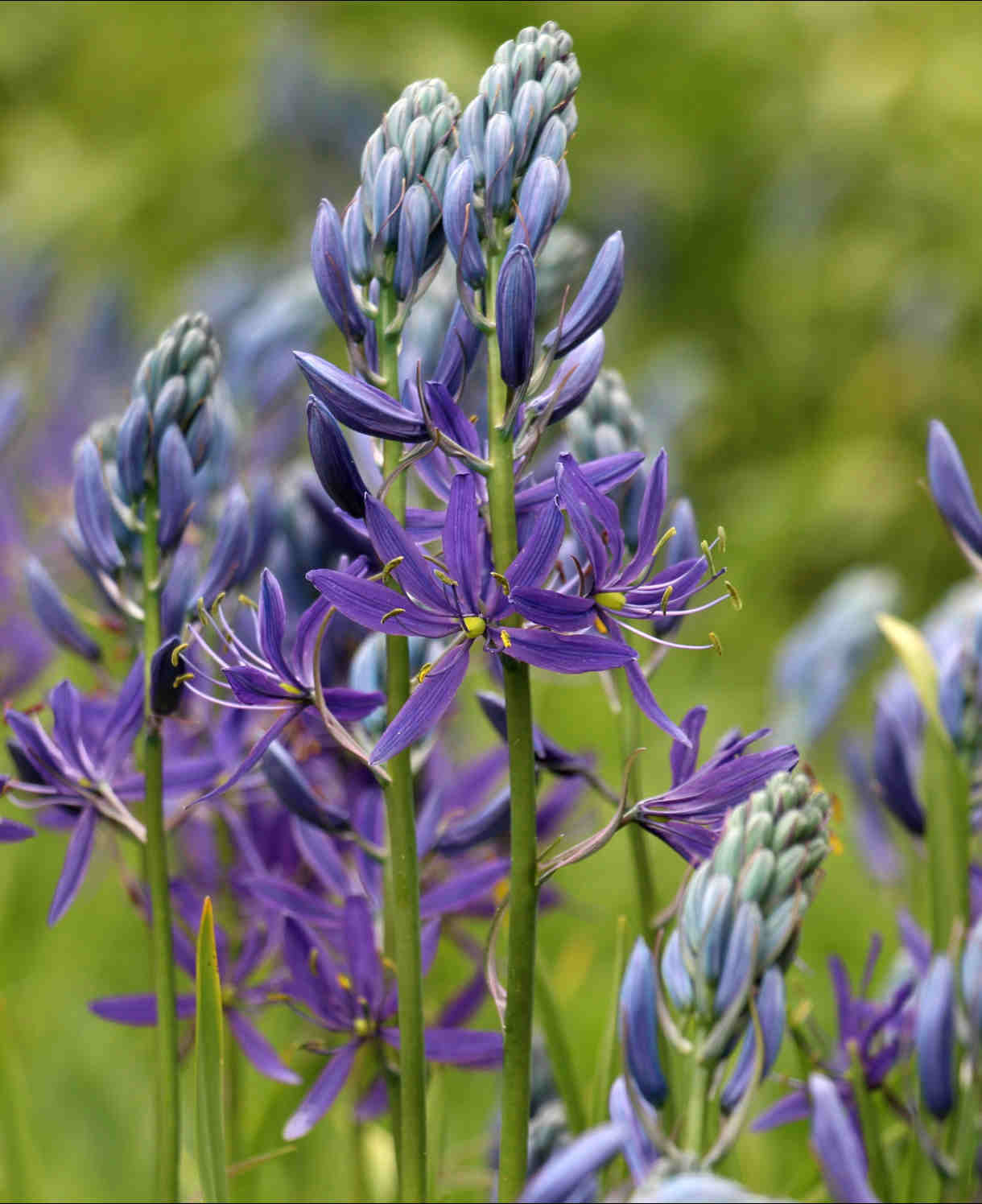 Camassia Quamash - Bulbs | 10 x Bulbs | Blue