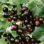 Blackcurrant 'big Ben' Plant - High Yield, Disease Resistant | 1 x 2L | Multi