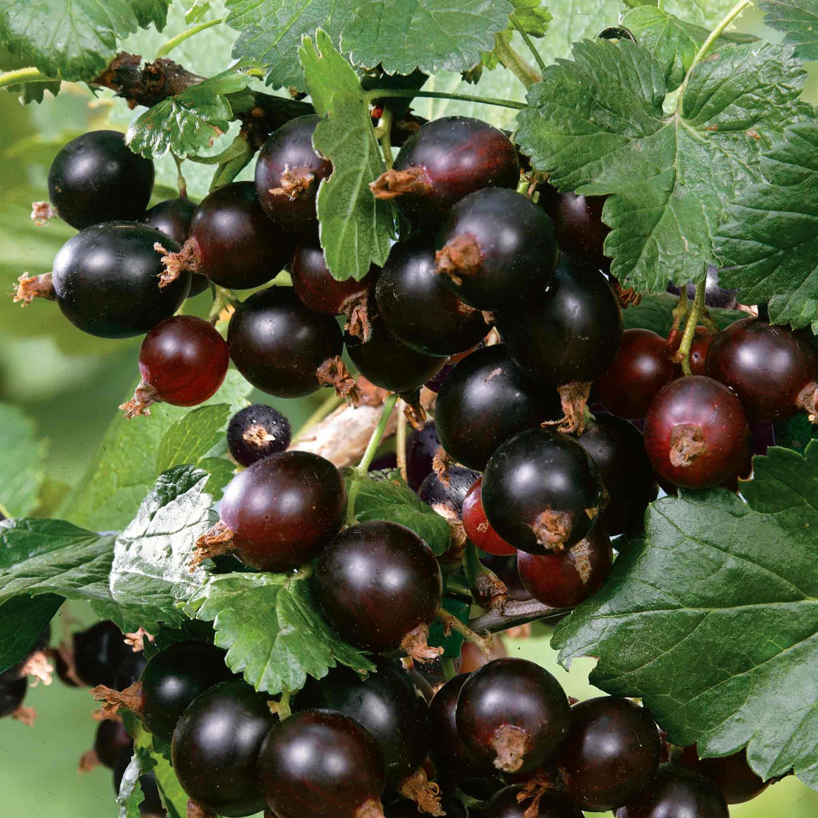 Blackcurrant 'big Ben' Plant - High Yield, Disease Resistant | 1 x 2L | Multi