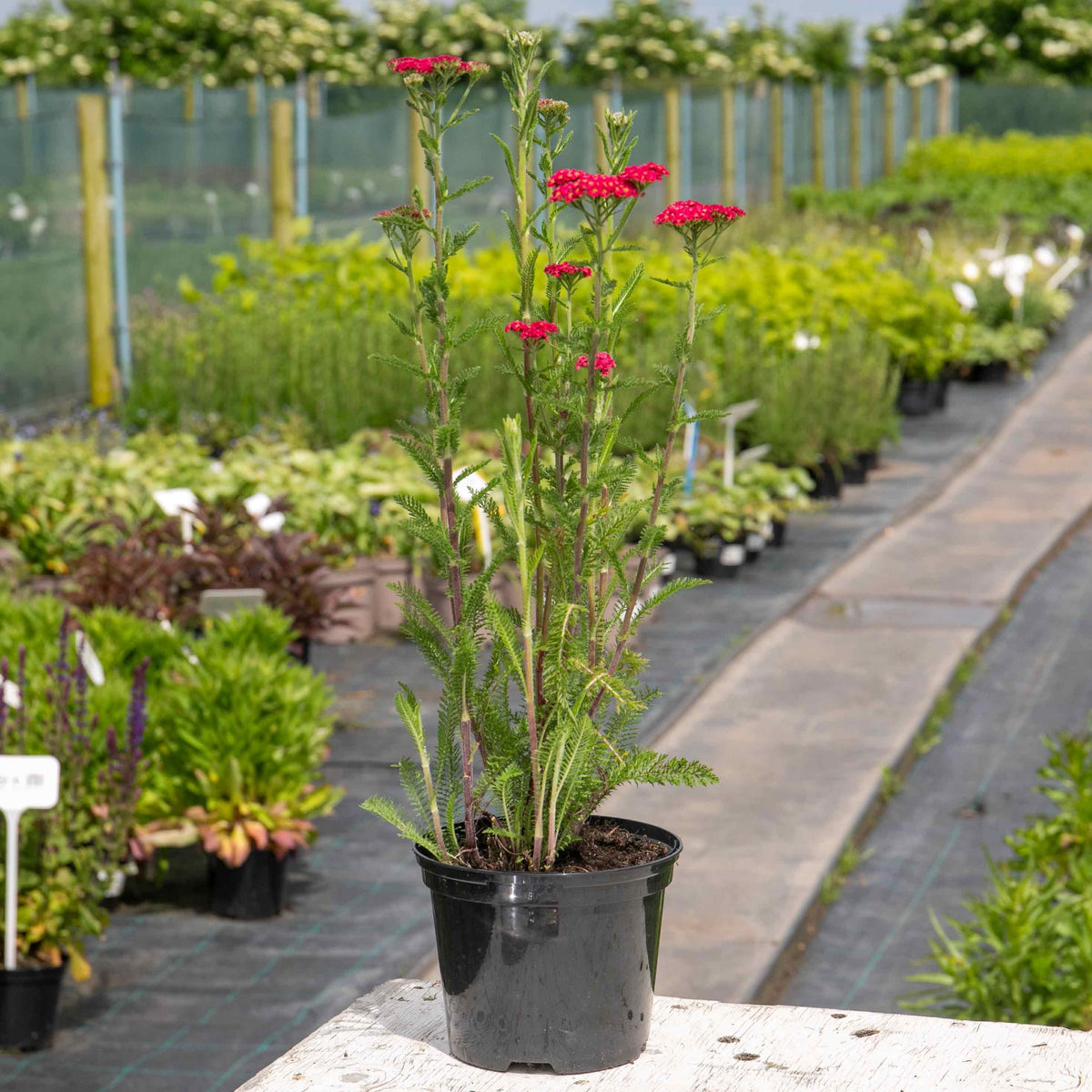 Achillea 'sassy Summer Taffy' 2l Salmon-pink Perennial | Set of 1