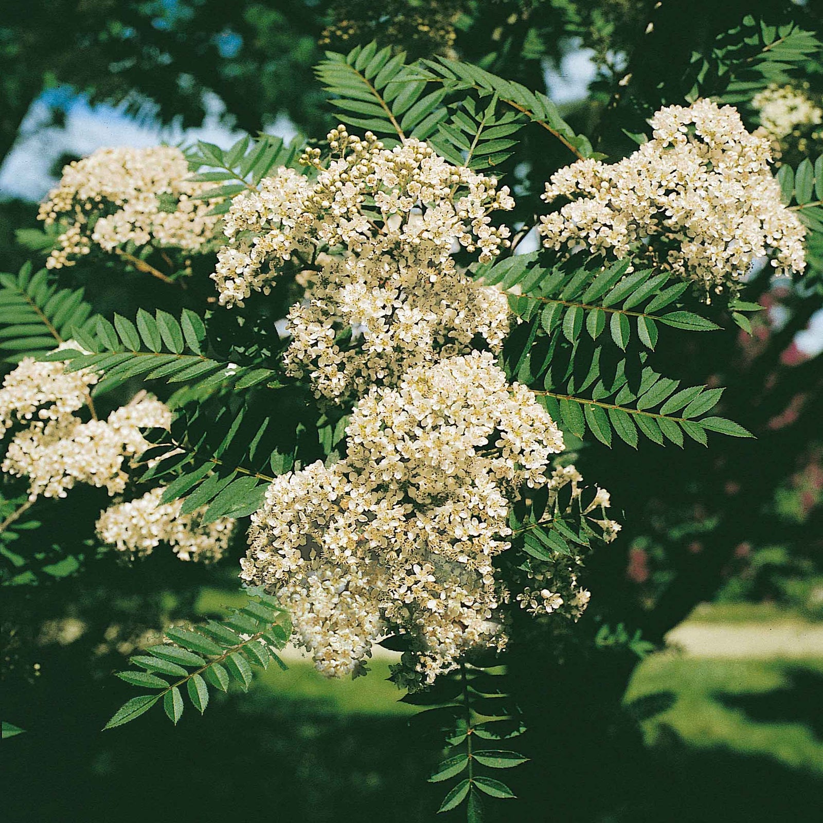 Vilmorin's Rowan Tree (sorbus Vilmorinii) | 1 x Bare Root