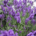 Lavender 'hidcote Blue' Rhs Award Of Garden Merit, Drought-tolerant | 24 x Jumbo Plugs | Multi