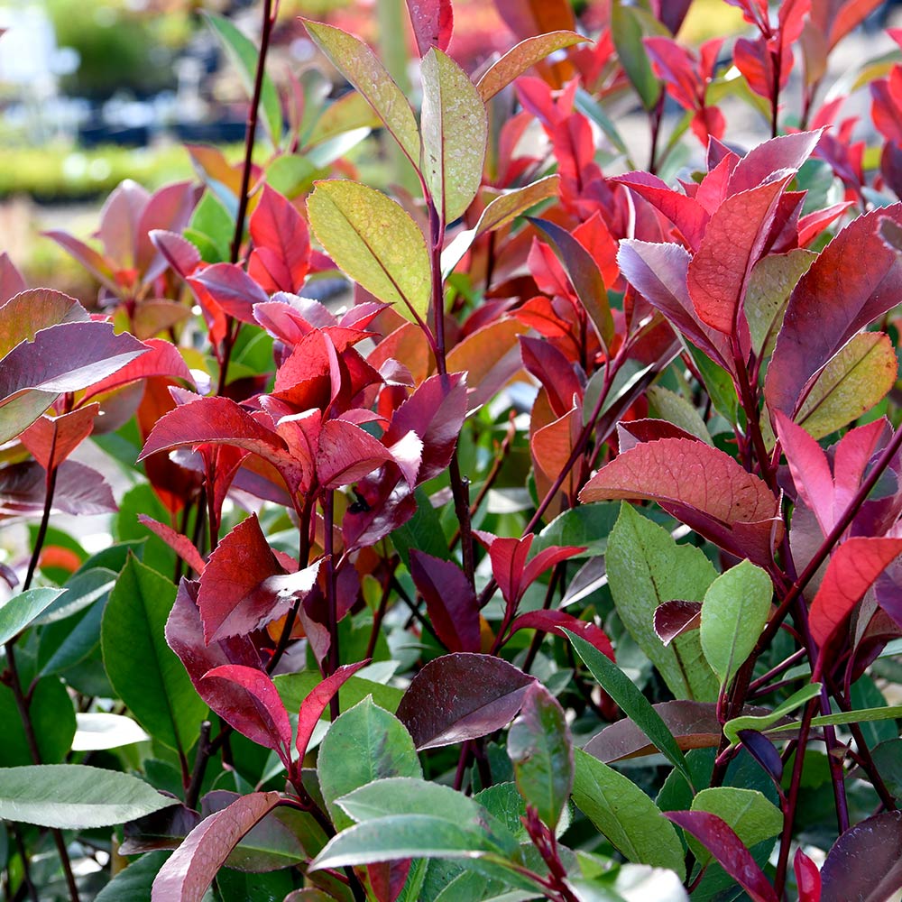 Photinia Fraseri Red Robin 9cm Pot | Set of 3