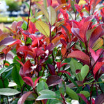 Photinia Fraseri Red Robin 9cm Pot | Set of 1