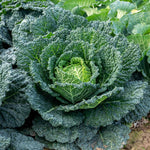 Savoy Cabbage 'serpentine' F1 Hybrid Garden Ready Plants | 12 x Garden Ready Plugs | Green