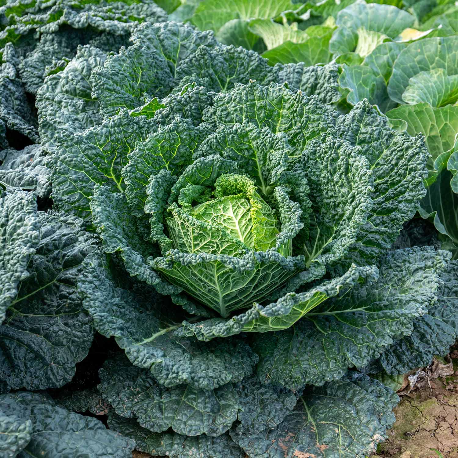 Savoy Cabbage 'serpentine' F1 Hybrid Garden Ready Plants | 12 x Garden Ready Plugs | Green