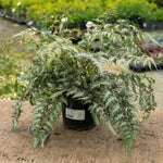 Athyrium Niponicum 'metallicum' Japanese Painted Fern | 1 x 5L | Silver Grey