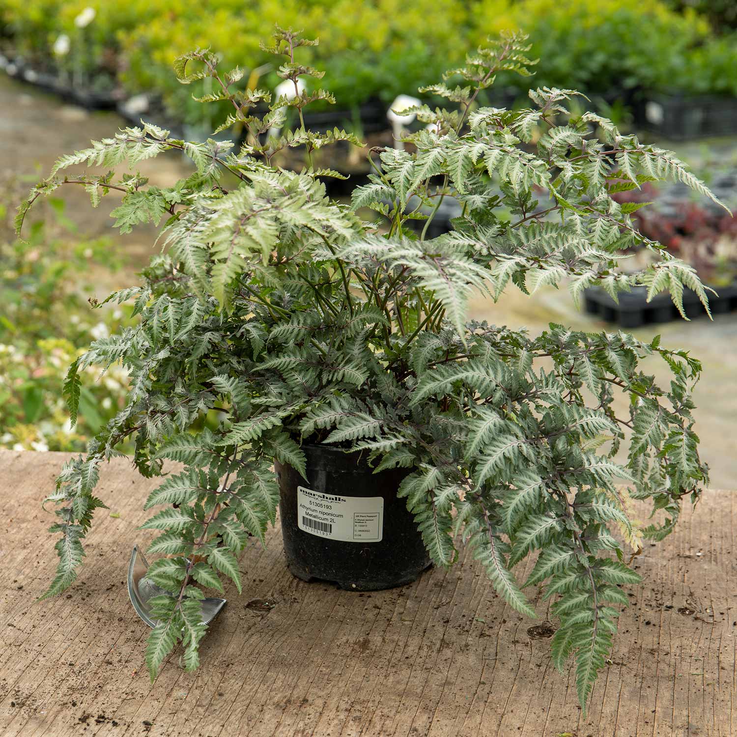 Athyrium Niponicum 'metallicum' Japanese Painted Fern | 1 x 2L | Multi