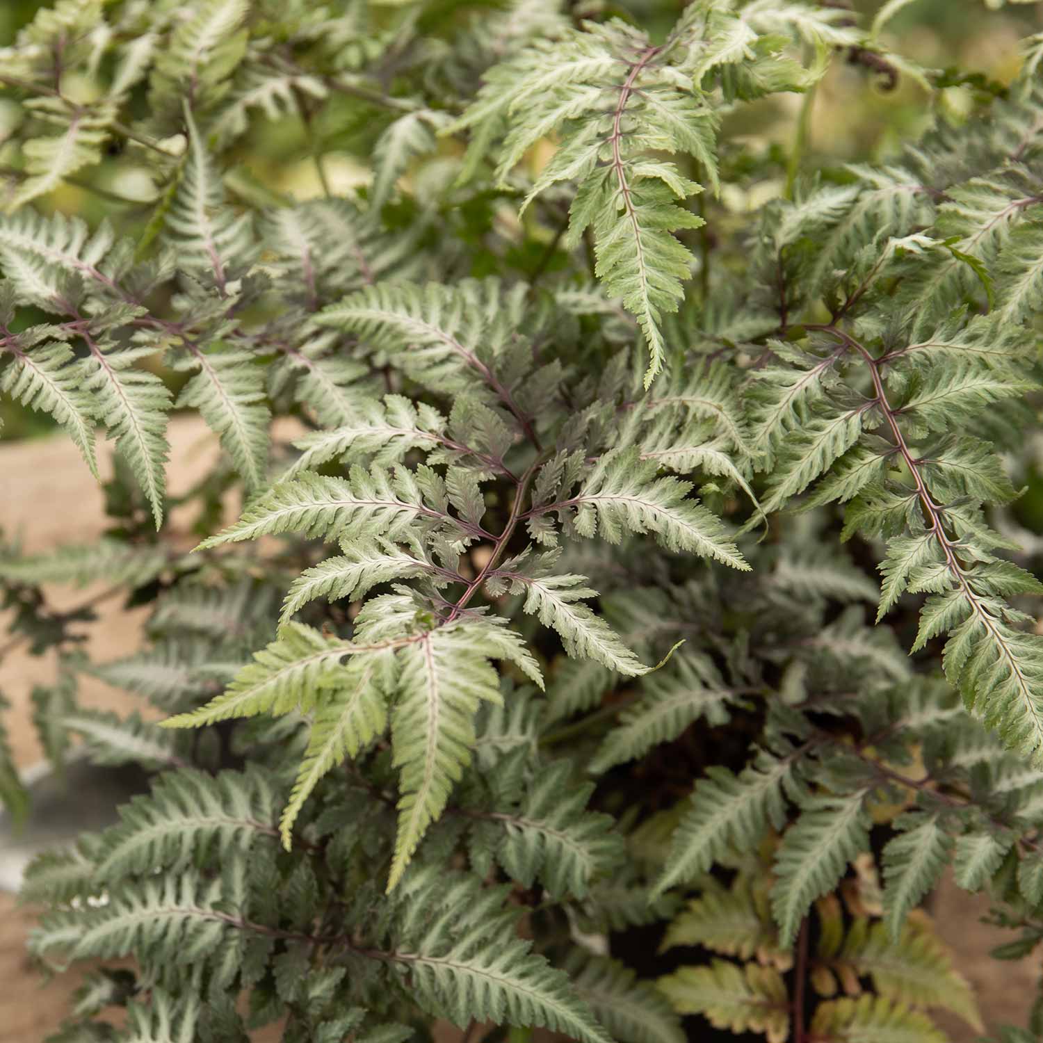 Athyrium Niponicum 'metallicum' Japanese Painted Fern | 1 x 9cm | Multi