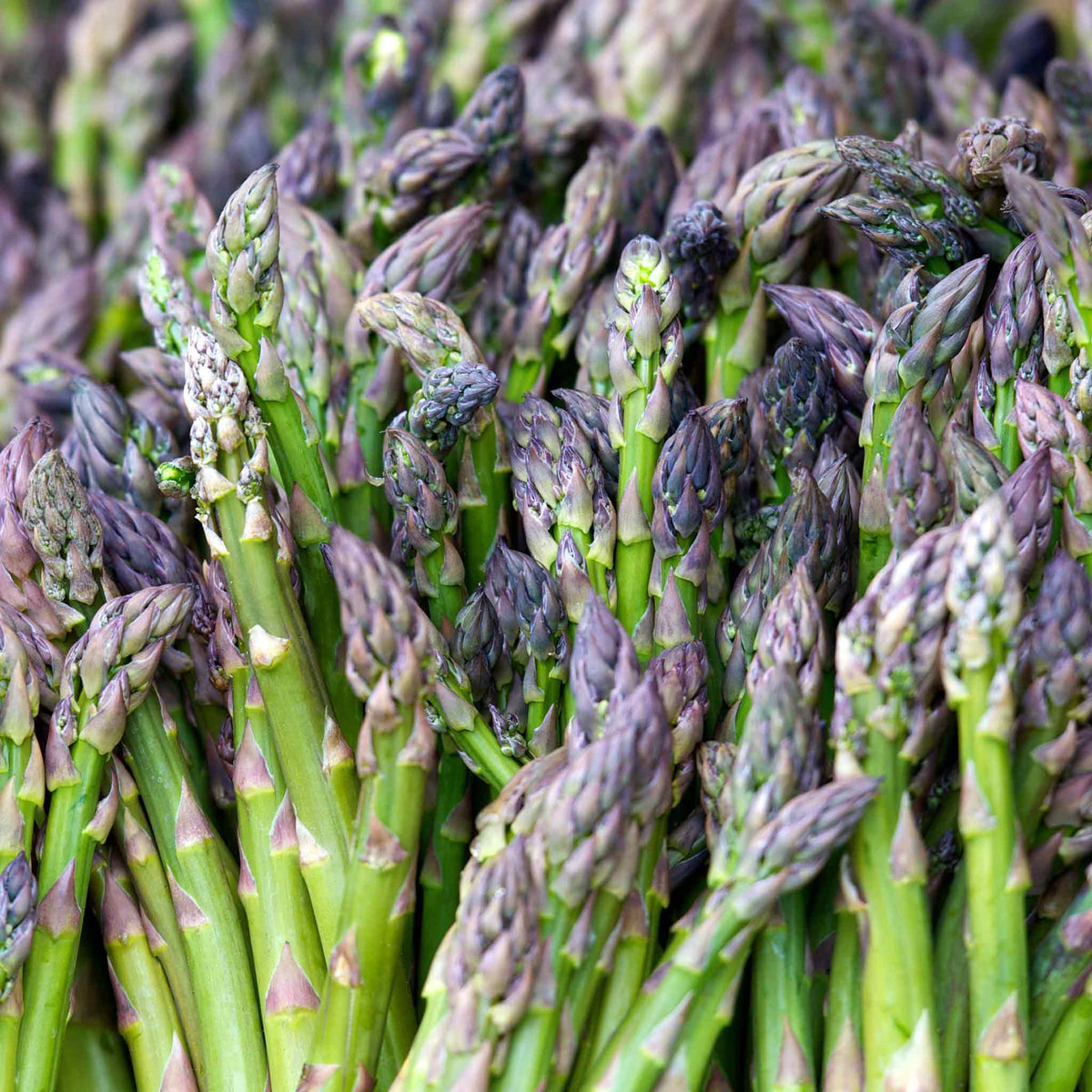Asparagus Crown Gijnlim - Early, High-yielding Variety | Set of 5 | Green