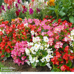 Begonia Organdy Mixed (t&ms Choice) Garden Ready Plants | 12 x Garden Ready Plants