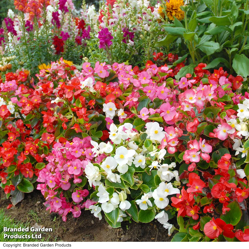 Begonia Organdy Mixed (t&ms Choice) Garden Ready Plants | 12 x Garden Ready Plants