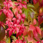 Parthenocissus Quinquefolia - Virginia Creeper - 9cm pot | 1 x 9cm | Green