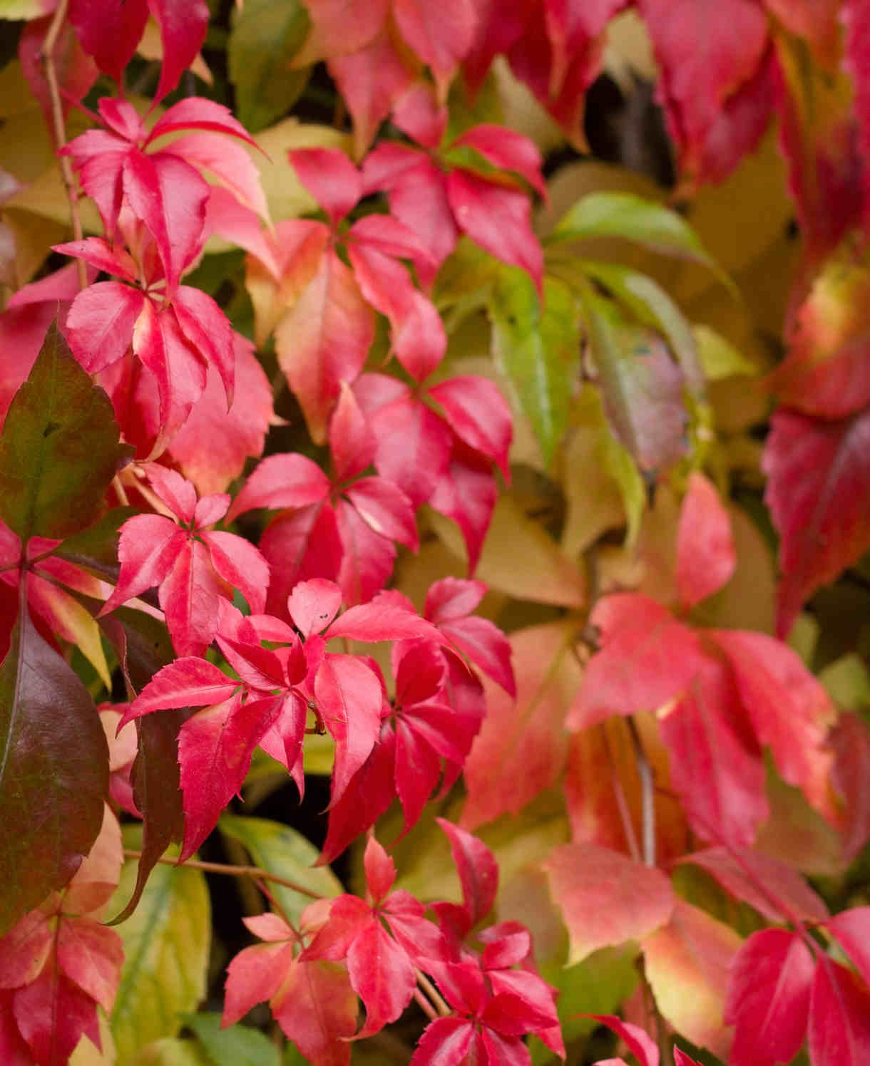 Parthenocissus Quinquefolia - Virginia Creeper - 9cm pot | 1 x 9cm | Green