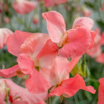 Sweet Pea Princess Elizabeth Spencer-type Seeds | 21 Seeds