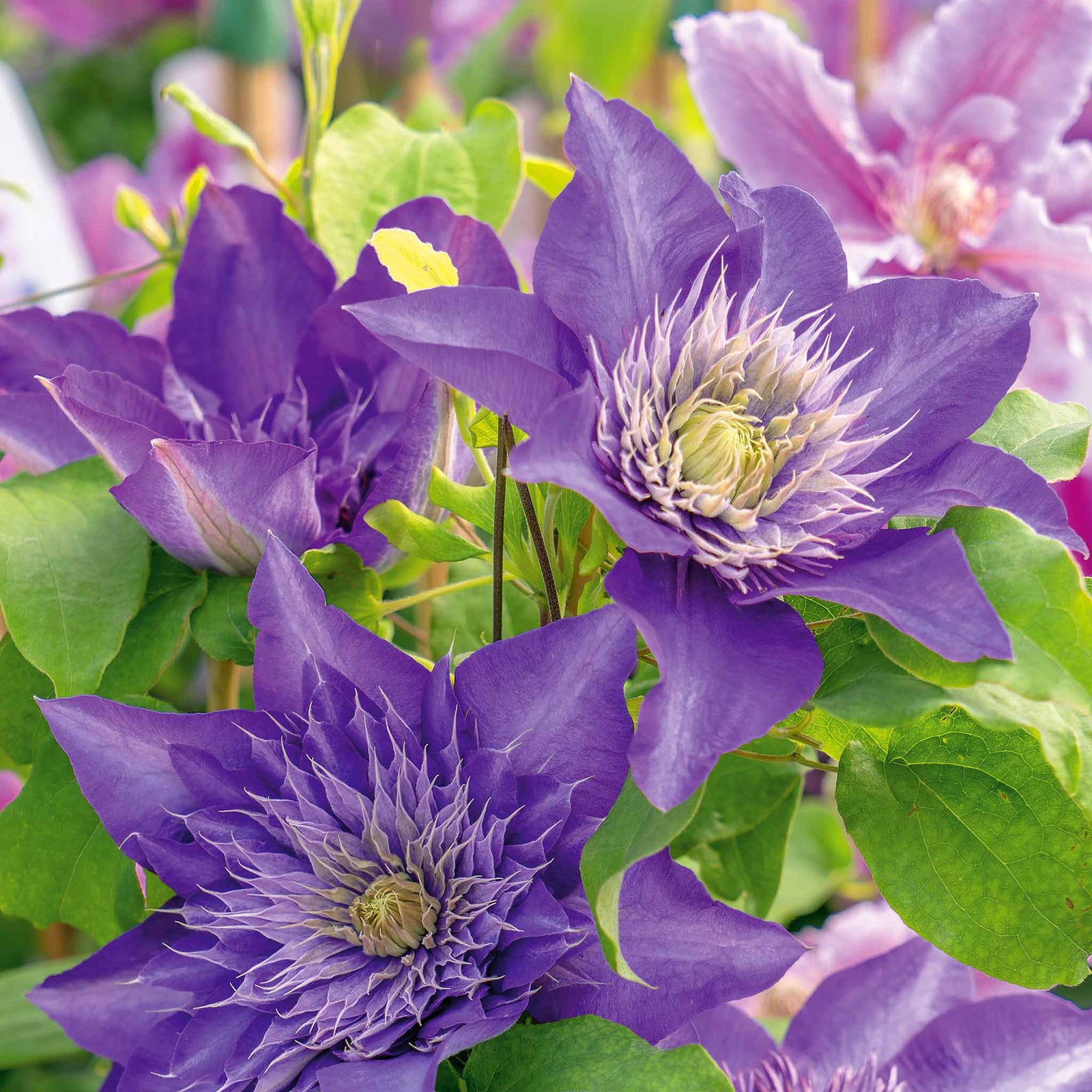 Clematis 'multi Blue' Navy-blue Double-flowered Climber | 1 x 3L | Blue & Green