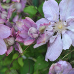 Clematis ‘proteus’ 8cm Pots | Set-of-1 | Pink