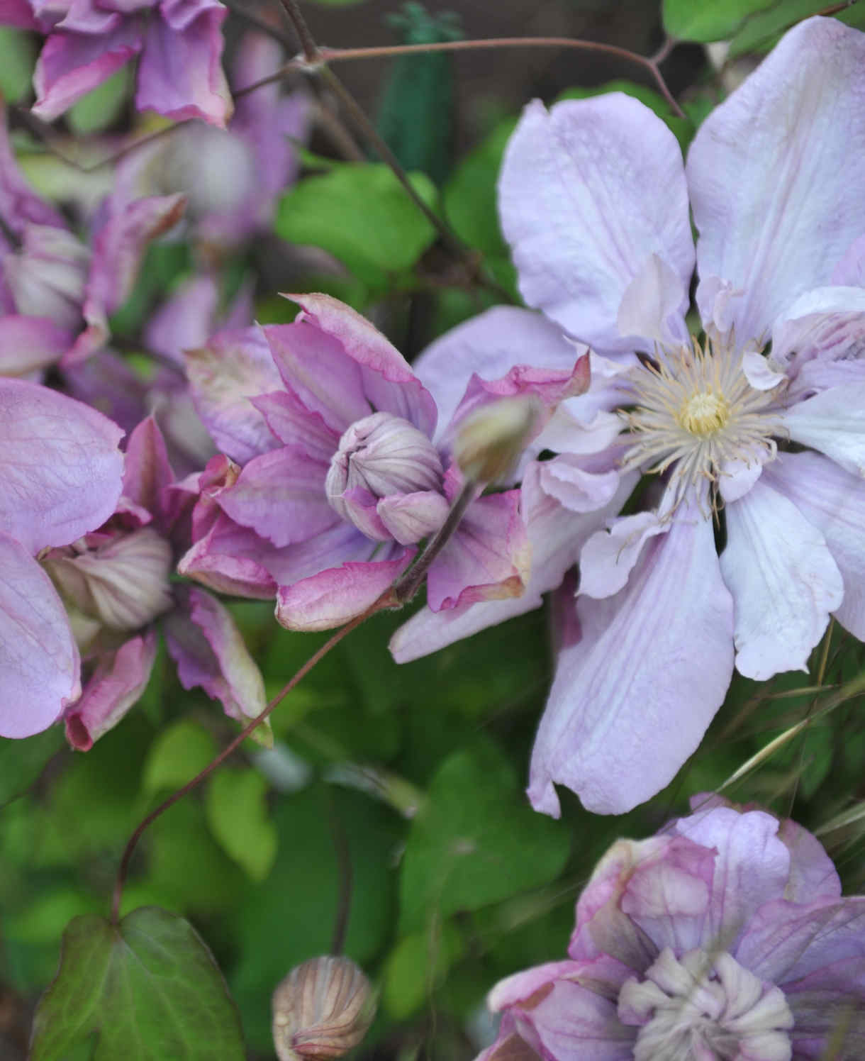 Clematis ‘proteus’ 8cm Pots | Set-of-1 | Pink