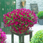 Petunia Surfinia 'purple' Trailing Pot And Hanging-basket | 12 x Plug Plants | Purple