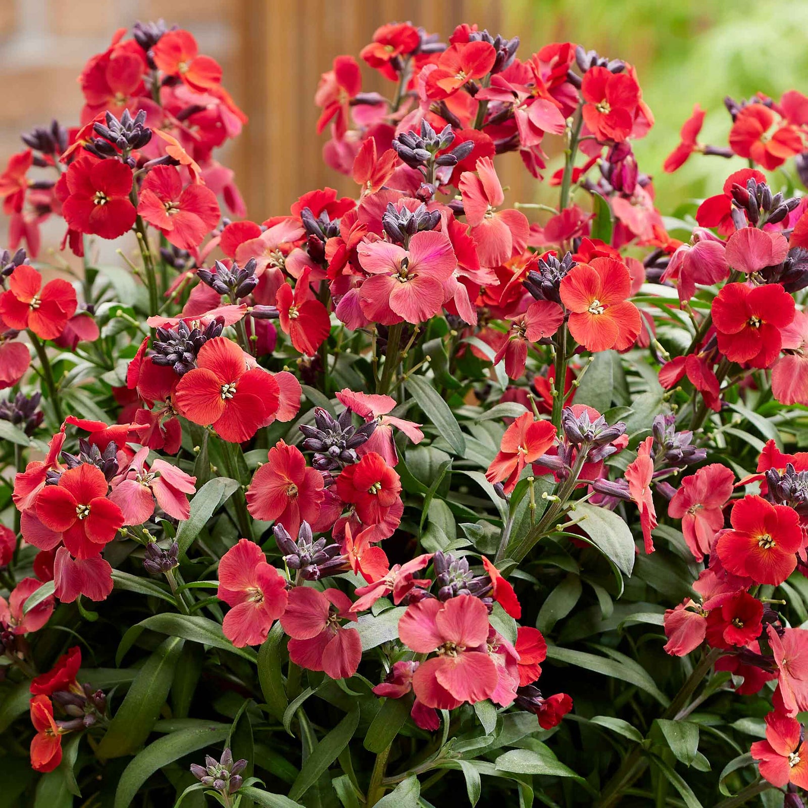 Erysimum 'colour Vibe Red' , Hardy Evergreen Perennial, Pollinator-friendly | 1 x 2L | Deep Red