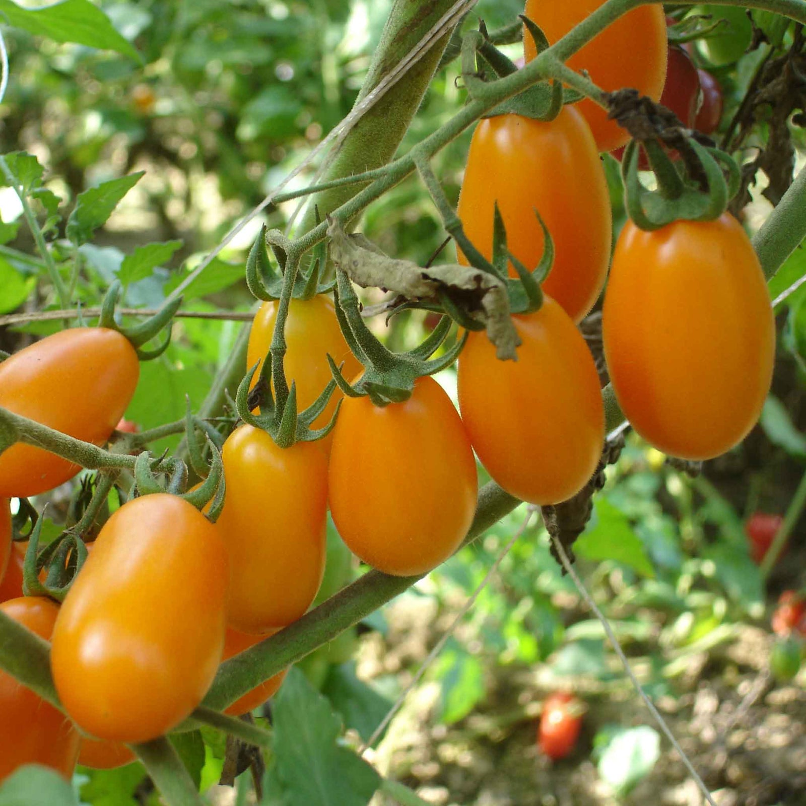 Tomato 'lizziebell' Seeds | 8 Seeds
