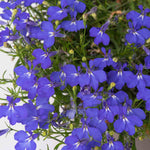 Lobelia 'waterfall Blue Improved' Trailing Deep-blue Bedding Plant | 12 x Jumbo Plugs | Deep Sky Blue