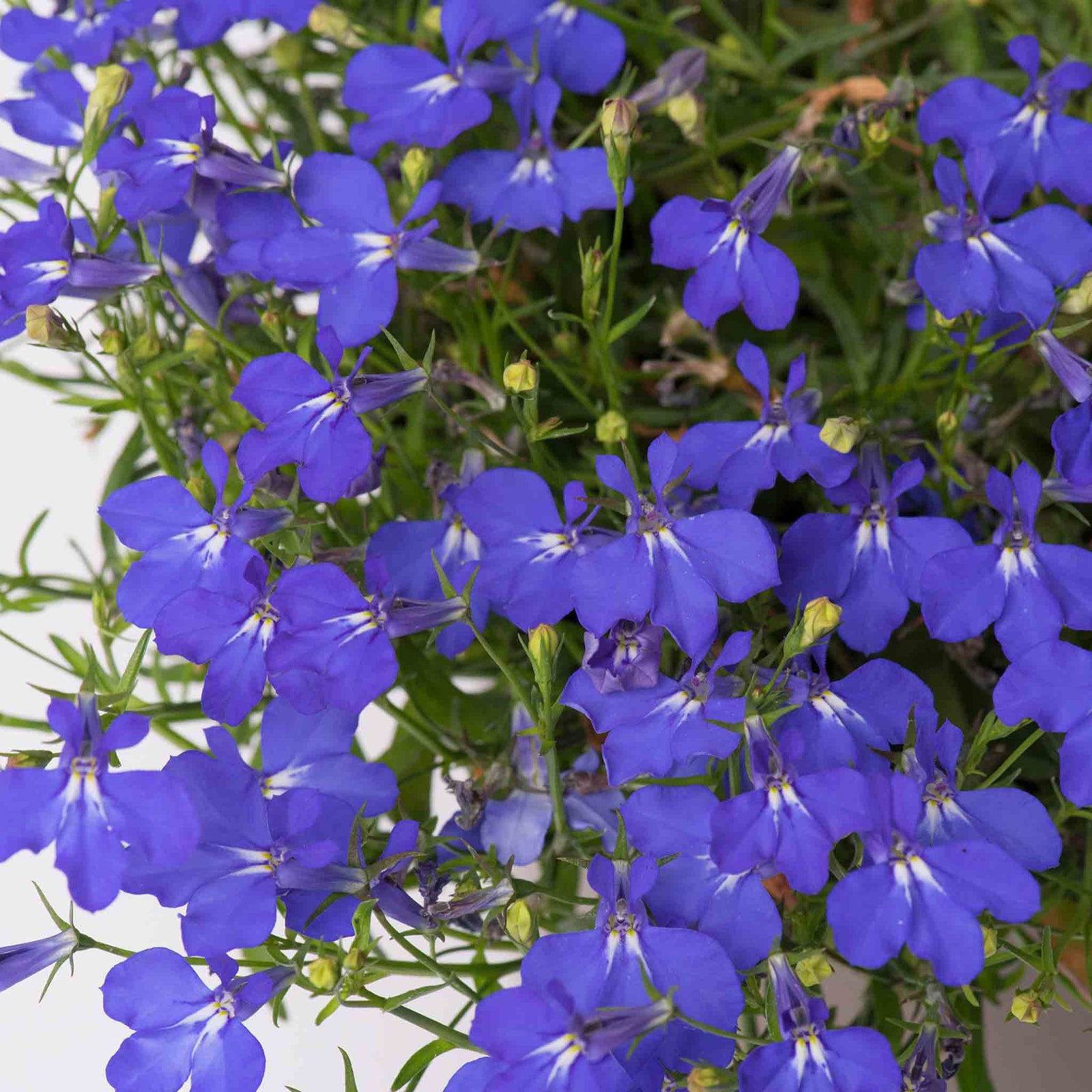 Lobelia 'waterfall Blue Improved' Trailing Deep-blue Bedding Plant | 12 x Jumbo Plugs | Deep Sky Blue
