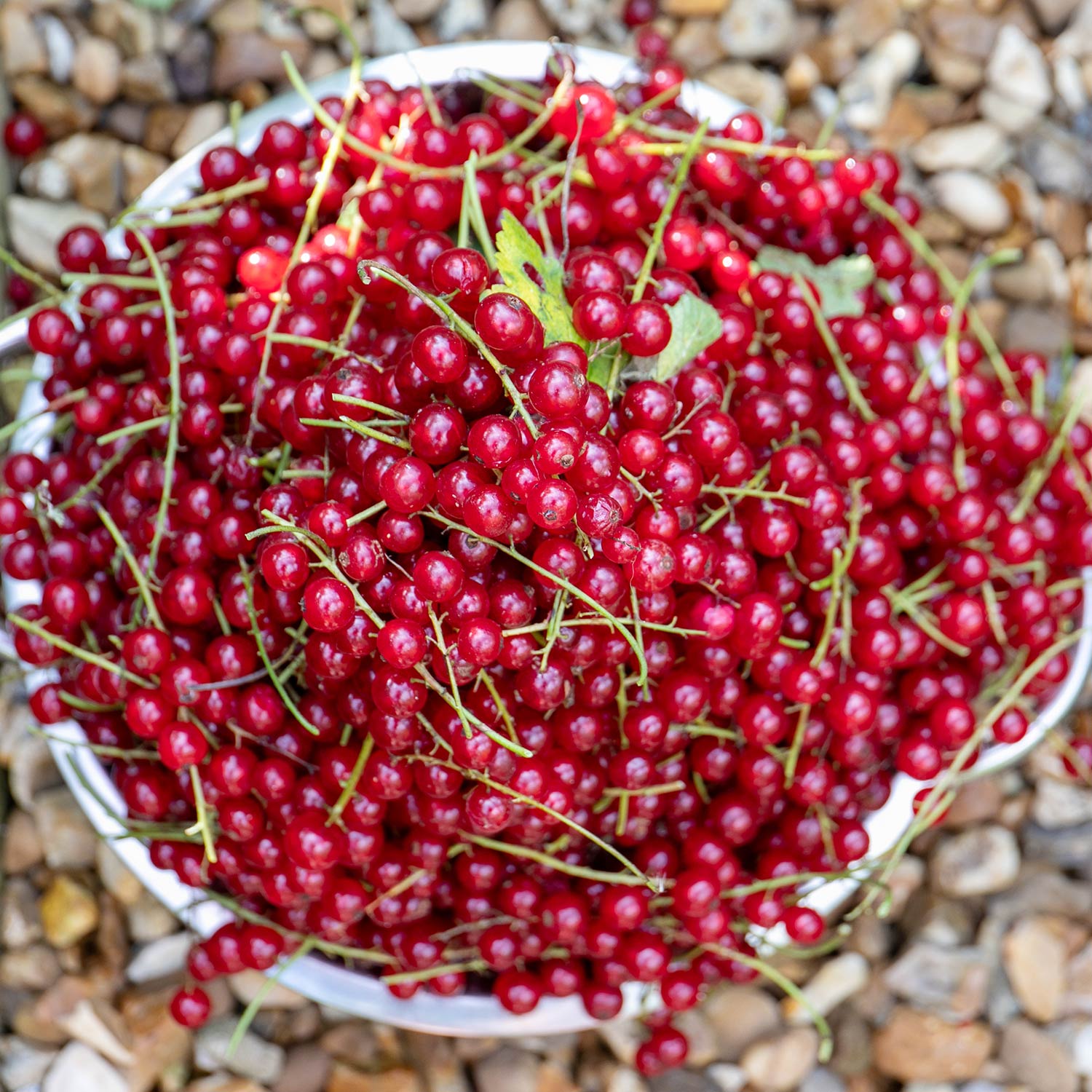 Currant Bush Collection 3 X Bare-root Plants (ebony, Blanka, Rovada) | 3 x Bare Root | Red & White