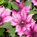 Clematis Elodi - 'window Box Clematis' Non Climbling Compact Variety 1 X 7cm Pot