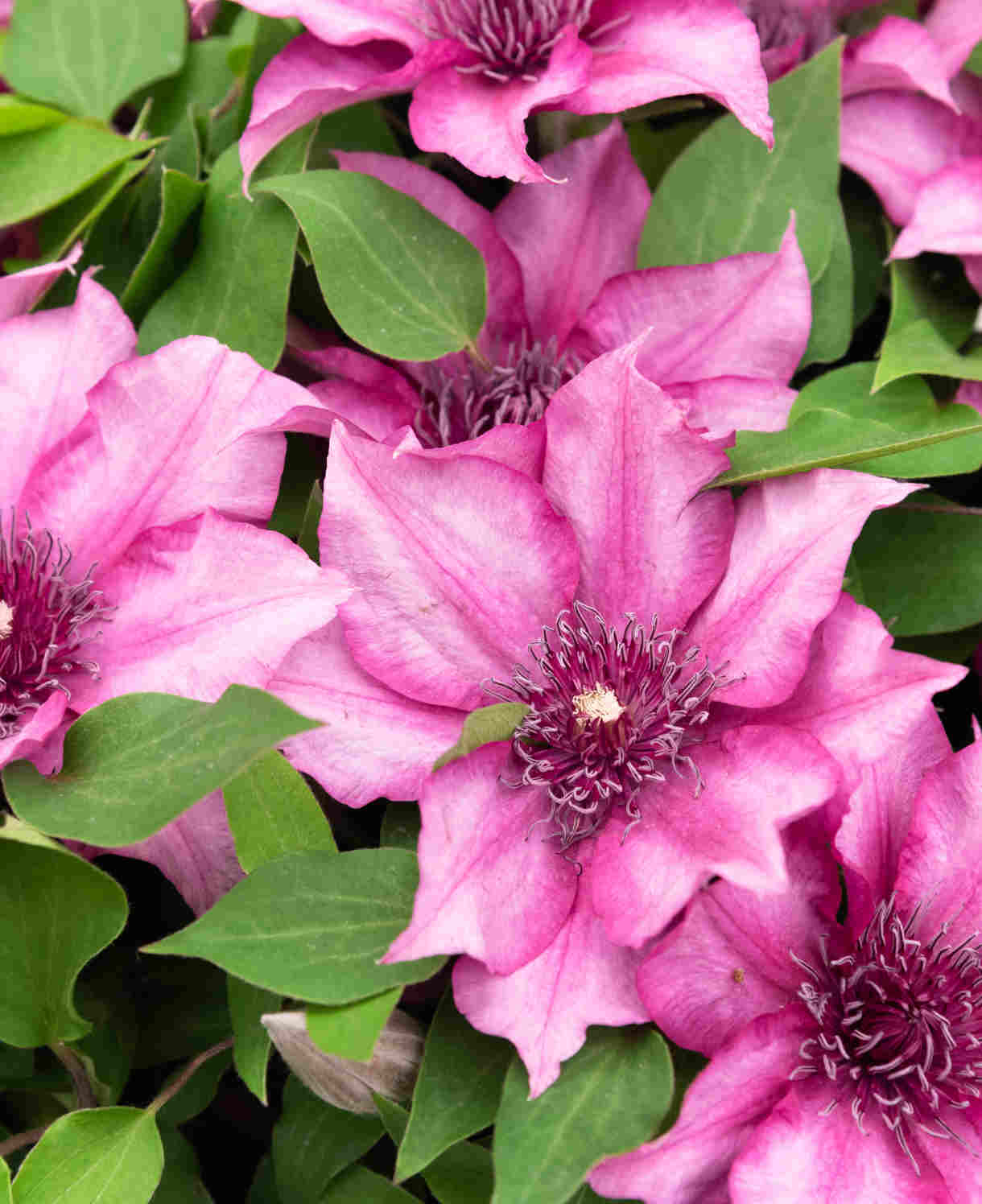 Clematis Elodi - 'window Box Clematis' Non Climbling Compact Variety 1 X 7cm Pot