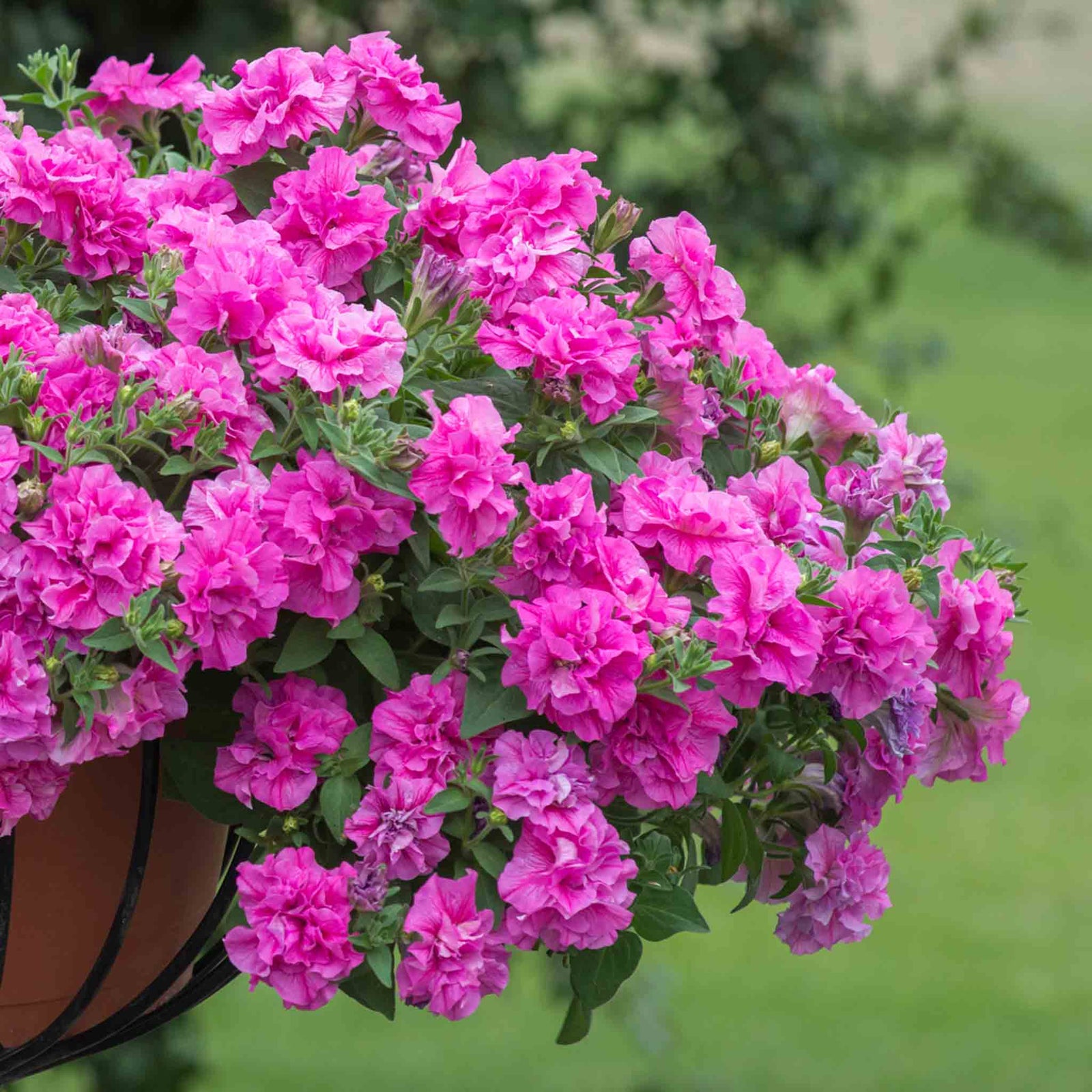 Petunia 'tumbelina Candyfloss' Double-flowering Trailing Petunia | 6 x Plug Plants | Pastel Pink