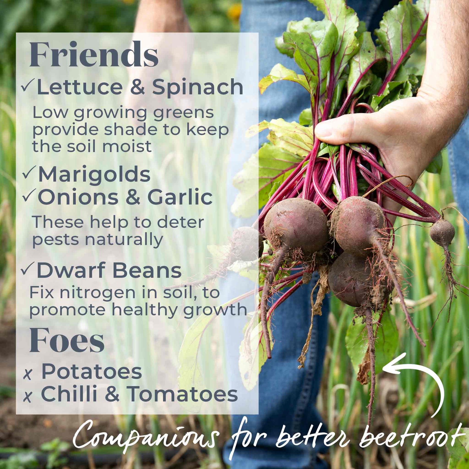 Beetroot Cylindra | 450 Seeds