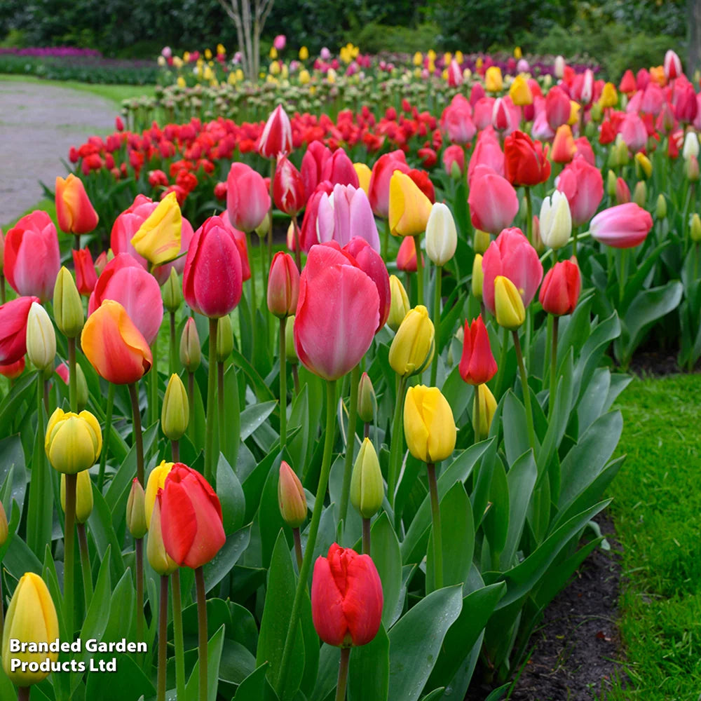 Thompson & Morgan Spring Spectacular Colour Collection 200 Bulbs