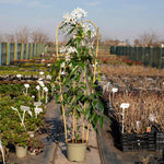 Clematis 'armandii' Evergreen Climber | 1 x 7.5L | Pink & White