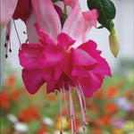 Epic Double Fuchsia Collection - 9 Young Plant 3 Of Each