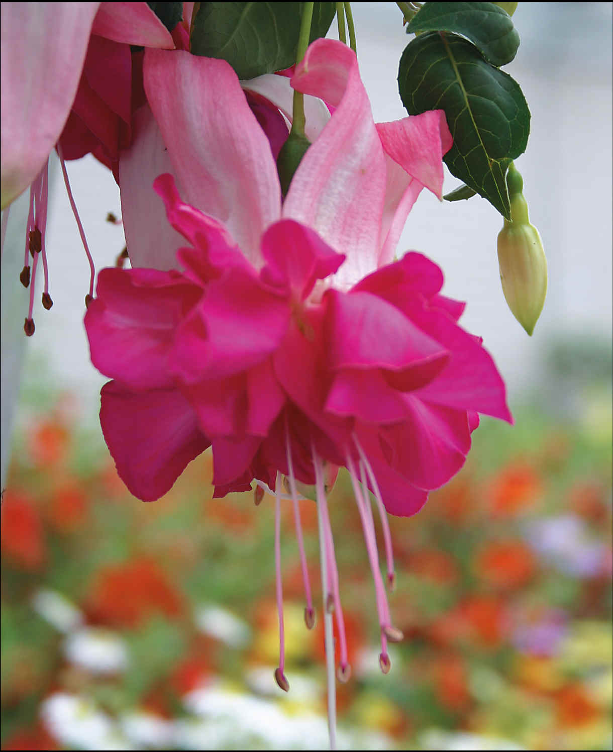 Epic Double Fuchsia Collection - 9 Young Plant 3 Of Each