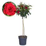 Palace Rose - Height 80-100cm - ⌀19cm | Set of 1 | Red