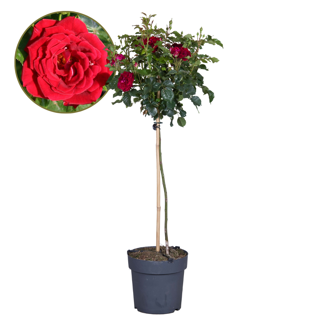 Palace Rose - Height 80-100cm - ⌀19cm | Set of 1 | Red