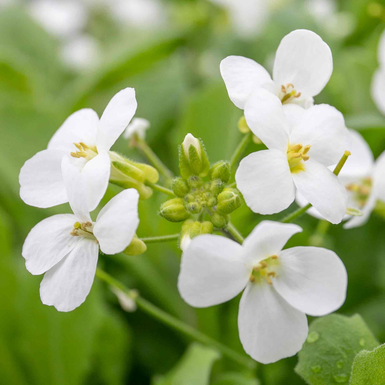 Arabis Alpina 'alabaster' Hardy Alpine Perennial | 3 x 9cm