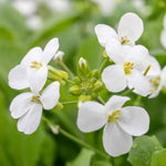 Arabis Alpina 'alabaster' Hardy Alpine Perennial | 1 x 9cm