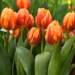 Hayloft Tulipa Princess Irene - 15 Bulbs