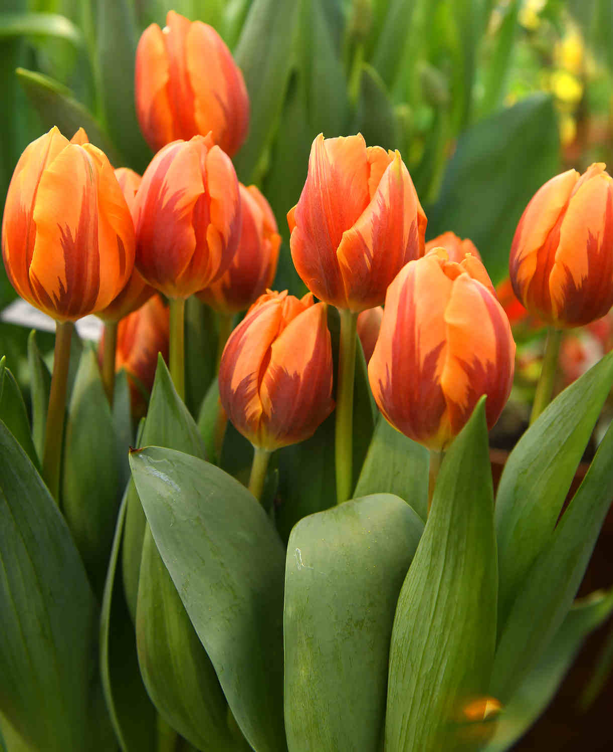 Hayloft Tulipa Princess Irene - 15 Bulbs