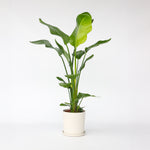 Giant Bird Of Paradise - Strelitzia Nicolai - Height 90-110cm - ⌀21cm | Set of 1 | Green