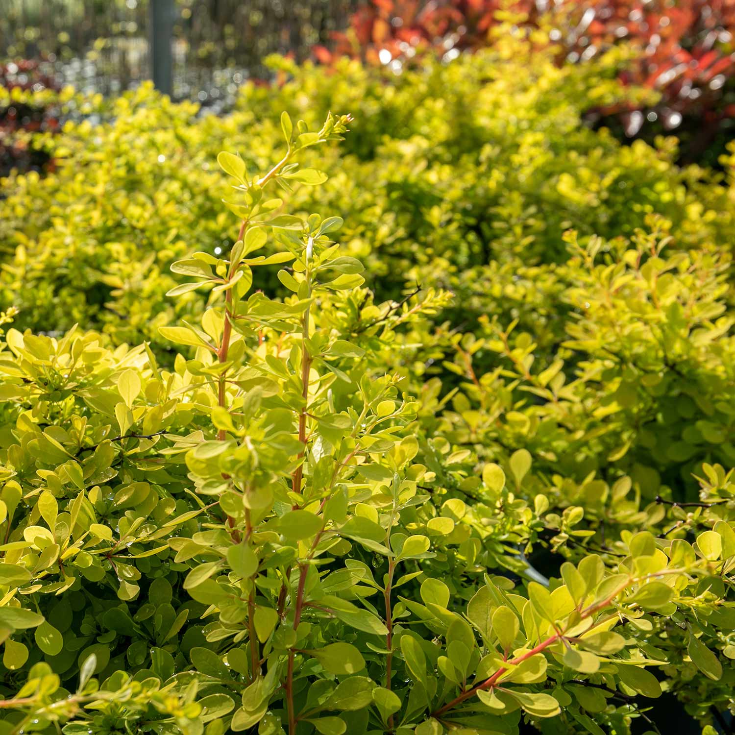 Berberis Thunbergii 'golden Horizon' | 1 x 3L | Yellow